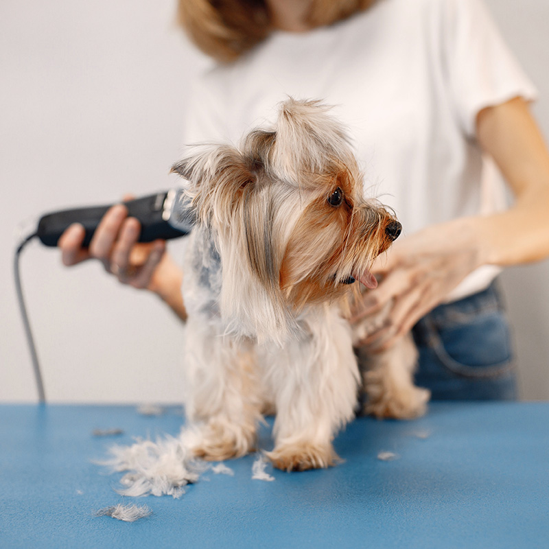 a dog being groomed by a person