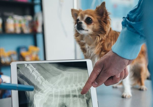 a dog looking at an x-ray of a dog
