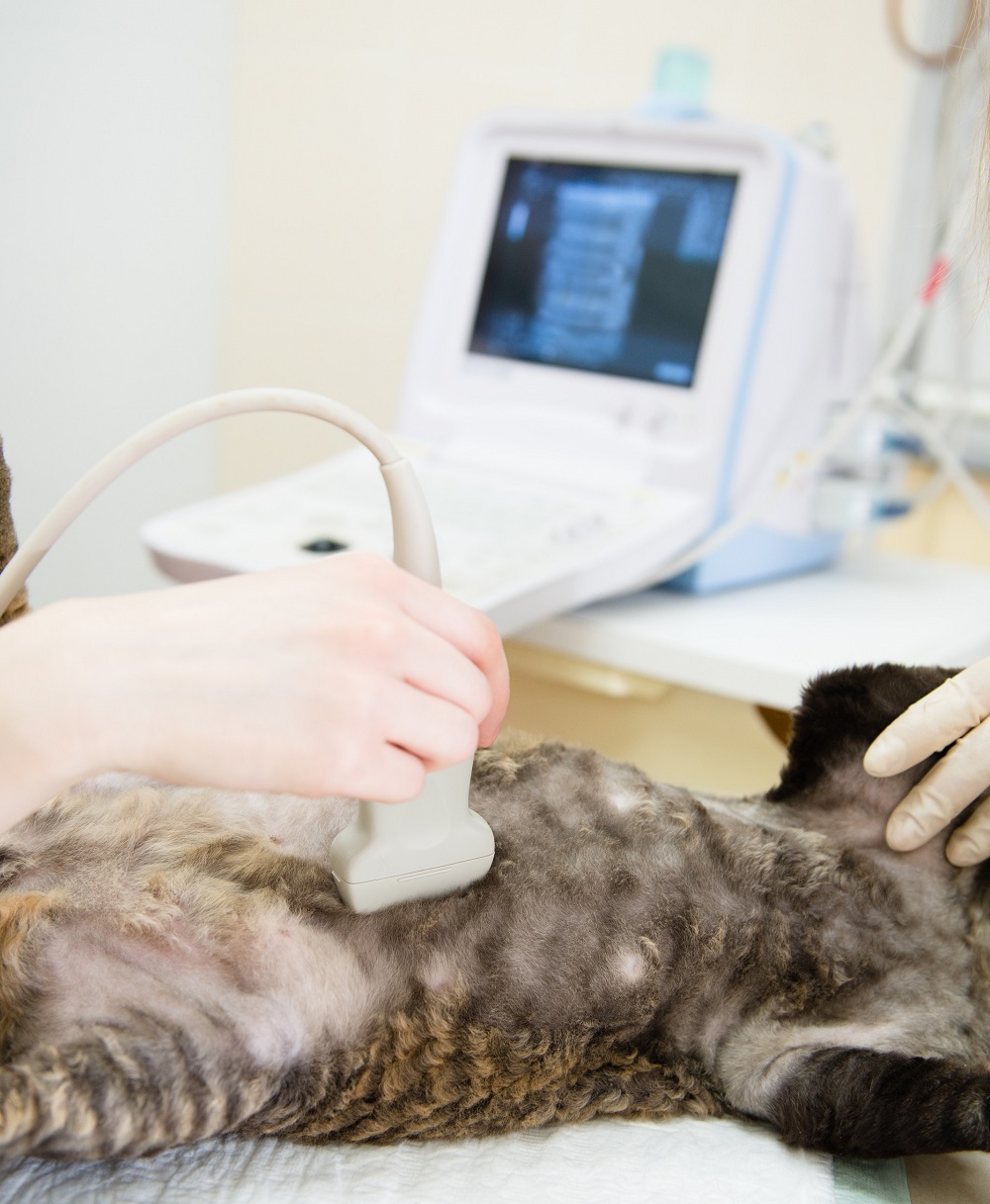 cat-ultrasound