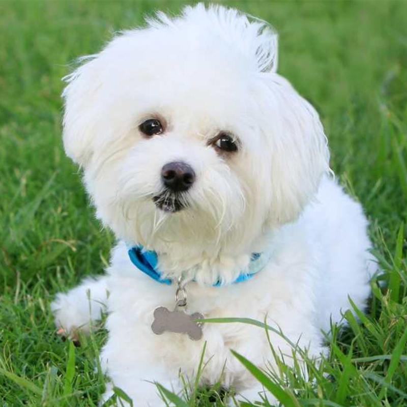 cute white puppy with collar