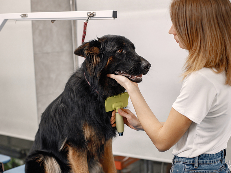 a person brushing a dog