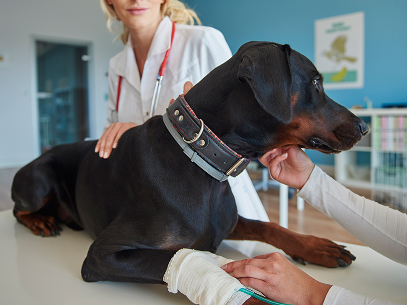 a person with a stethoscope around her neck and a dog lying on a table