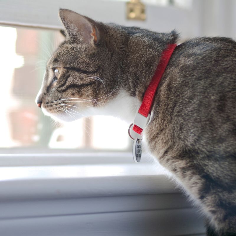 indoor cat looking out of window