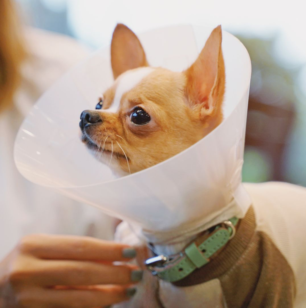 puppy wearing a cone