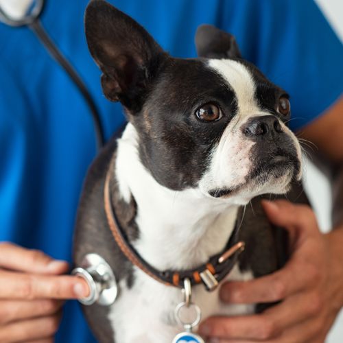 veterinarian-holding-a-dog-with-stethoscope