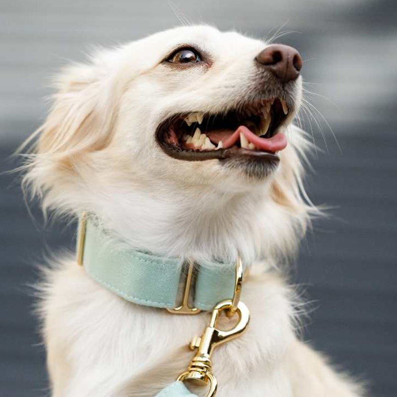 white dog with collar