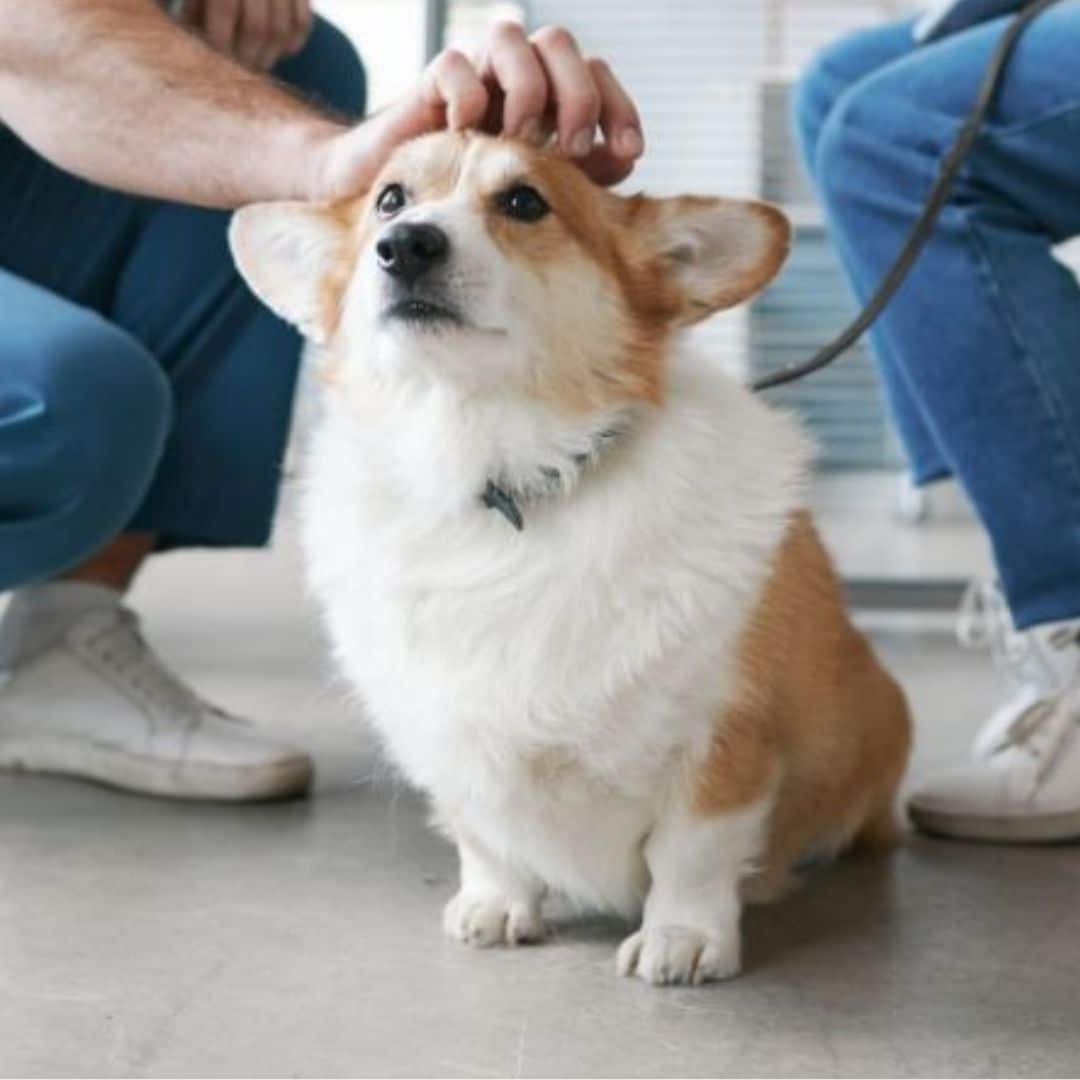 a dog with collar