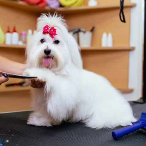 Maltese dog getting groomed