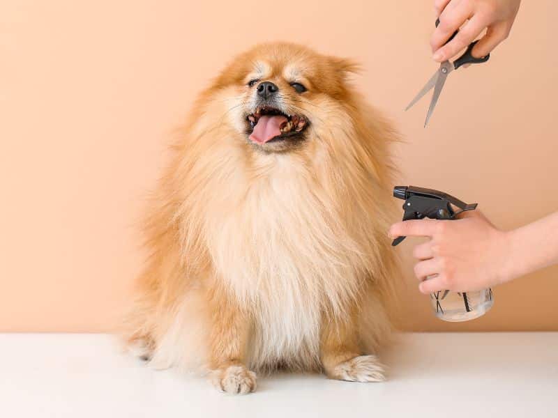 Fluffy Pomeranian being groomed