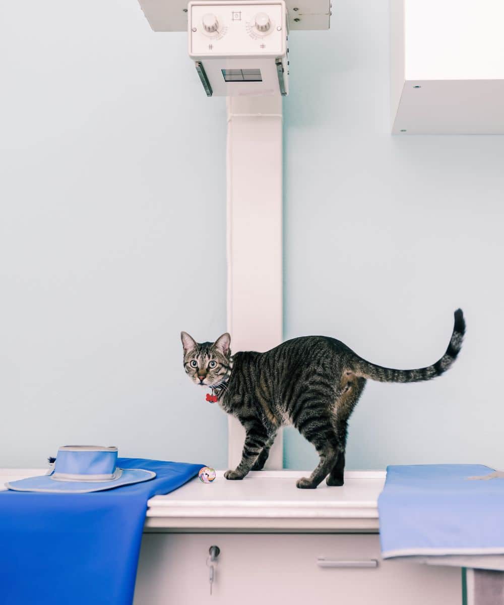 Cat on X-ray Machine in a clinic