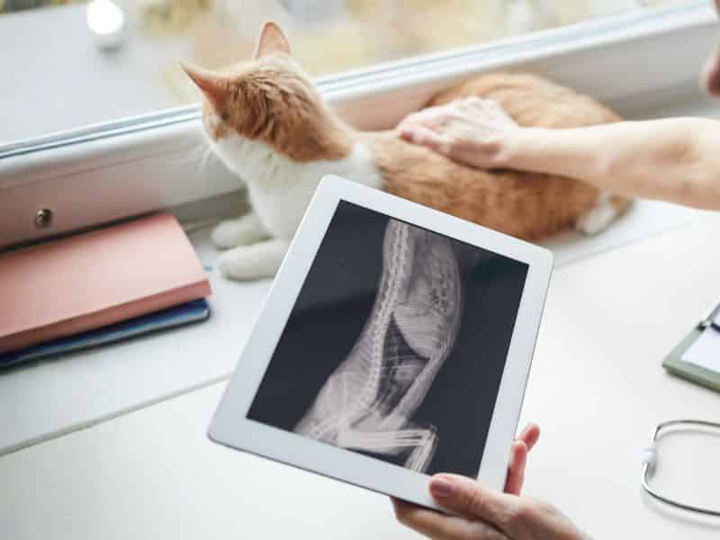 Veterinarian reviewing a cat's abdominal X-ray on a tablet