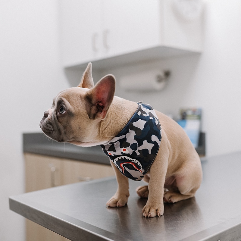 A puppy wearing a camo bandana at the vet