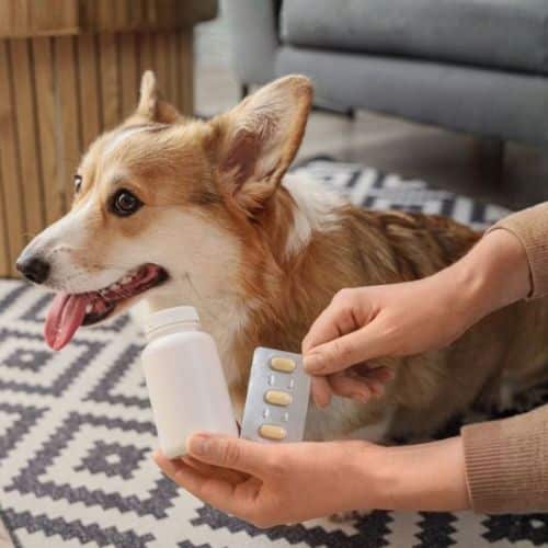 Corgi dog with a medicine bottle