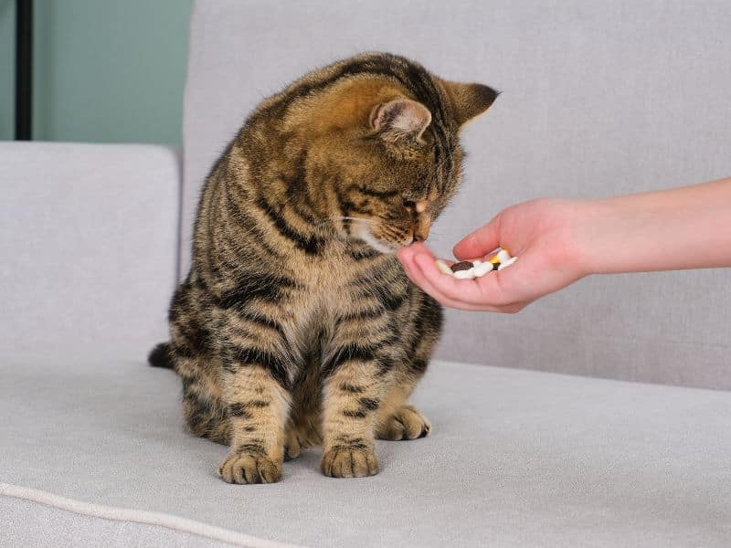 The veterinarian gives the pill to the cat