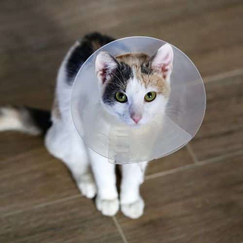 A cat wearing a medical recovery cone