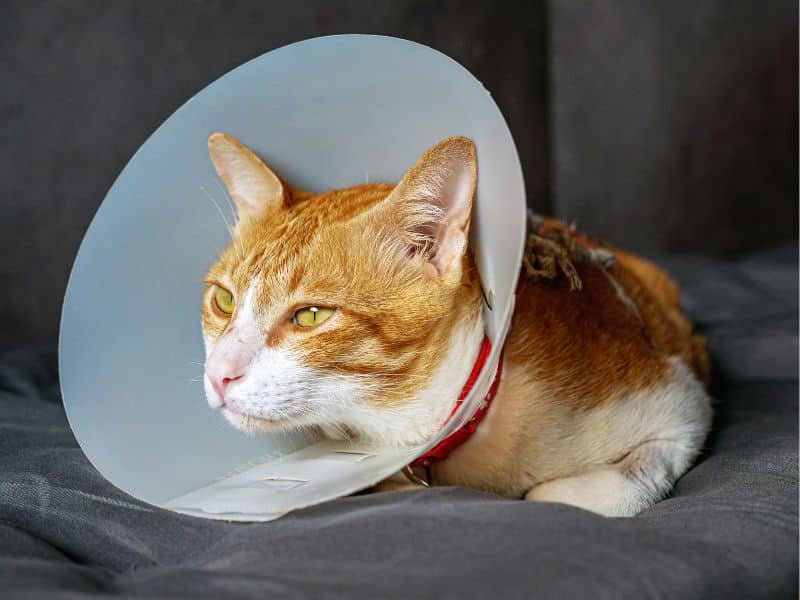 A cat wearing a medical recovery cone