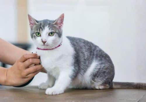 A cat being examined by a veterinarian