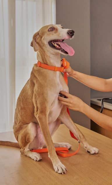 Veterinarian gently examining dog