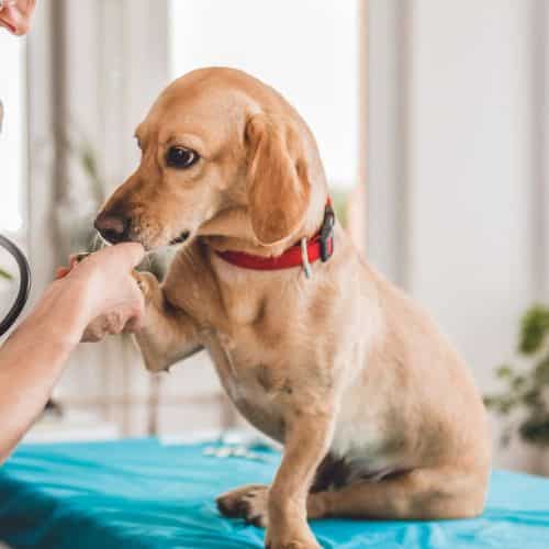 A dog examined by a vet